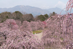 鈴鹿の森庭園【しだれ梅(早朝)】③20190316