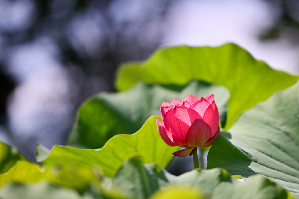 大船フラワーセンター【蓮の花：火花】20240730
