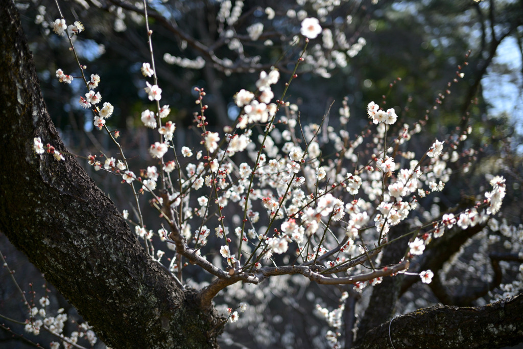 大倉山梅林【梅の花：野梅】①20250214