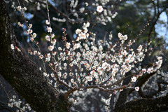 大倉山梅林【梅の花：野梅】①20250214
