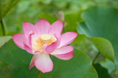 花菜ガーデン【蓮の花：小椋大黒】20190713