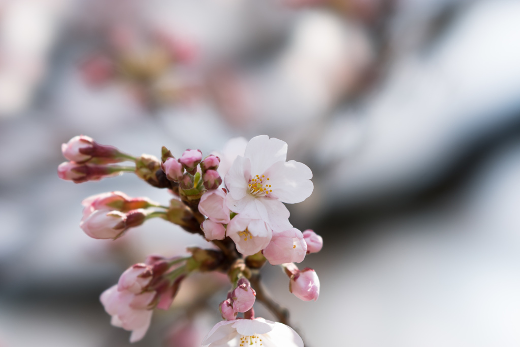 新宿御苑【桜：染井吉野】③20170402