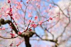 府中市郷土の森【梅の花：唐梅】①20250309