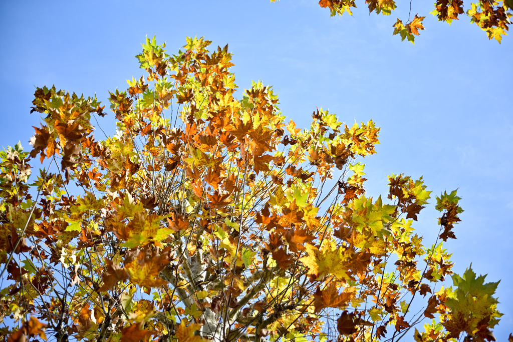 新宿御苑【プラタナス並木】③20251124