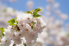 新宿御苑【桜：一葉】④20170416
