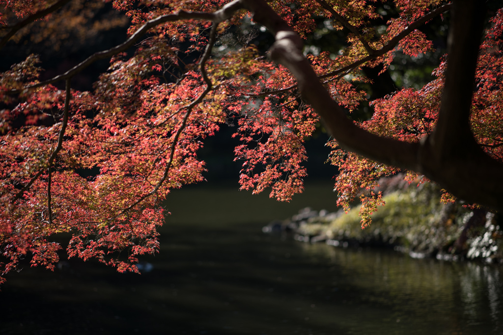 小石川後楽園【紅葉：沢渡り付近】②20211128