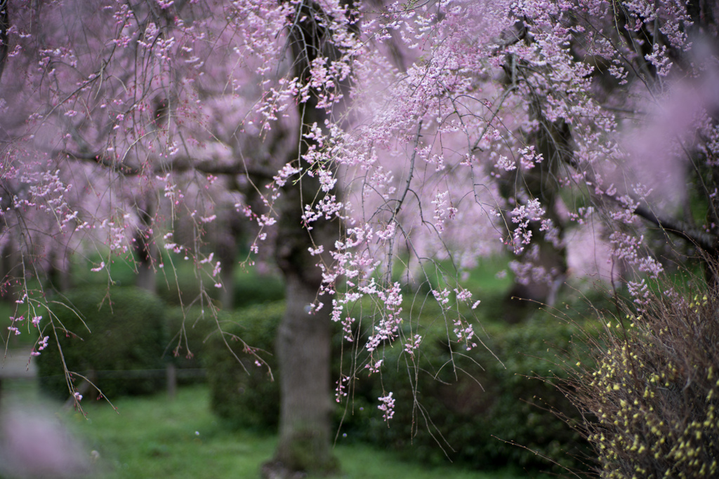 神代植物公園【八重紅枝垂れ桜の近景】④20230327