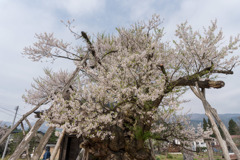 東北お花見ツアー【薬師ザクラ】20180423