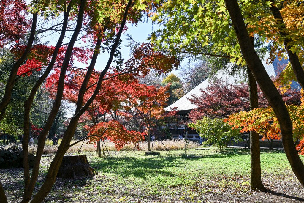 九品仏浄真寺【本堂付近の紅葉】①20241206