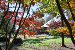 九品仏浄真寺【本堂付近の紅葉】①20241206