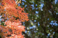 小石川後楽園【小盧山付近の紅葉】④20171126