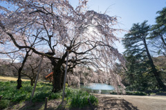 新宿御苑【サクラ：枝垂れ桜】③20200320