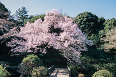新宿御苑【サクラ：高遠小彼岸】20200320
