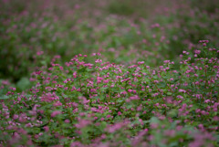 昭和記念公園【赤の蕎麦の花】①20170930