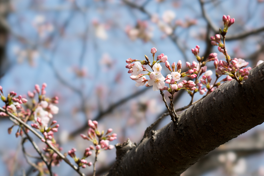 本牧山頂公園【桜：染井吉野】①20220325