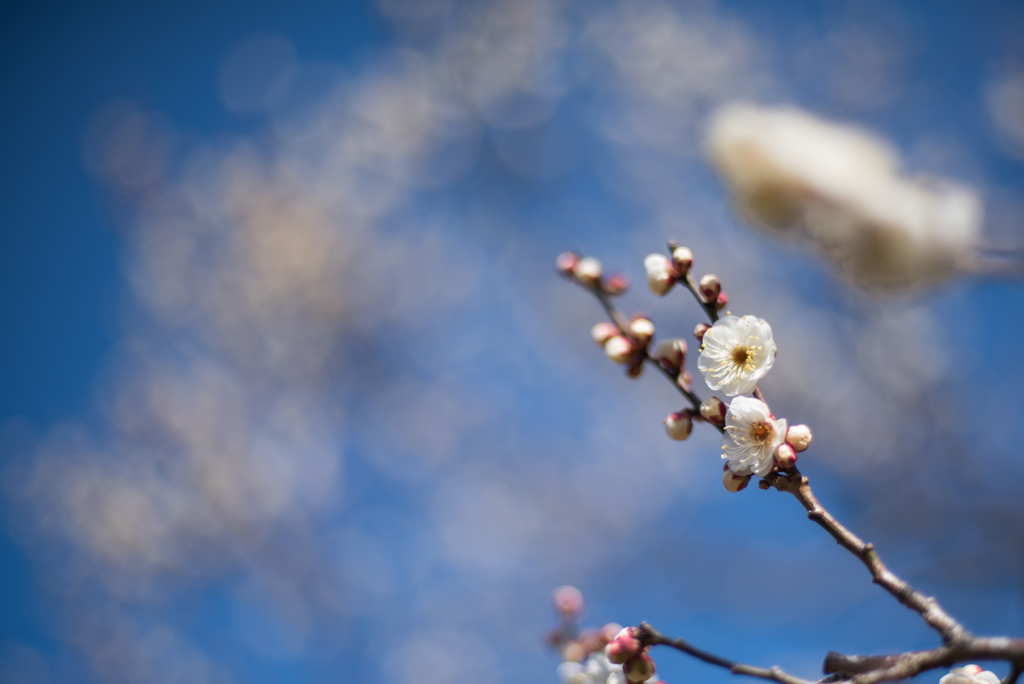 神代植物公園【梅：白難波】②