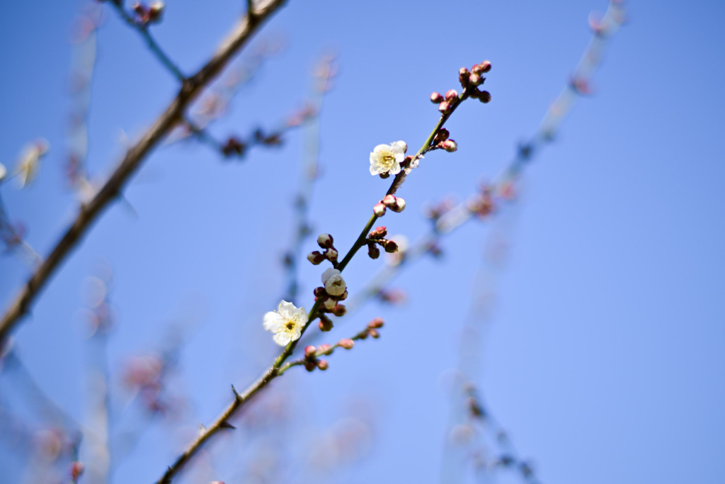 大倉山梅林【梅の花：田子の浦】①20250214