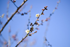 大倉山梅林【梅の花：田子の浦】①20250214