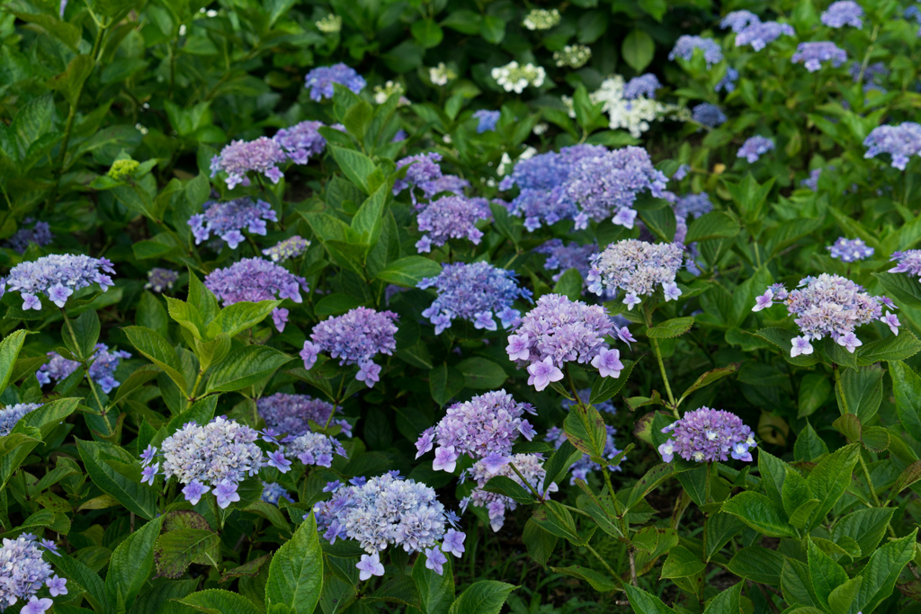 相模原北公園【紫陽花：舞孔雀】①20230619