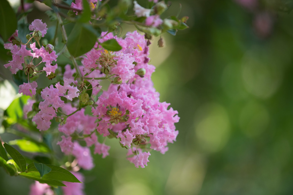 【大船植物園(百日紅：ディア・パープル)】③20150802