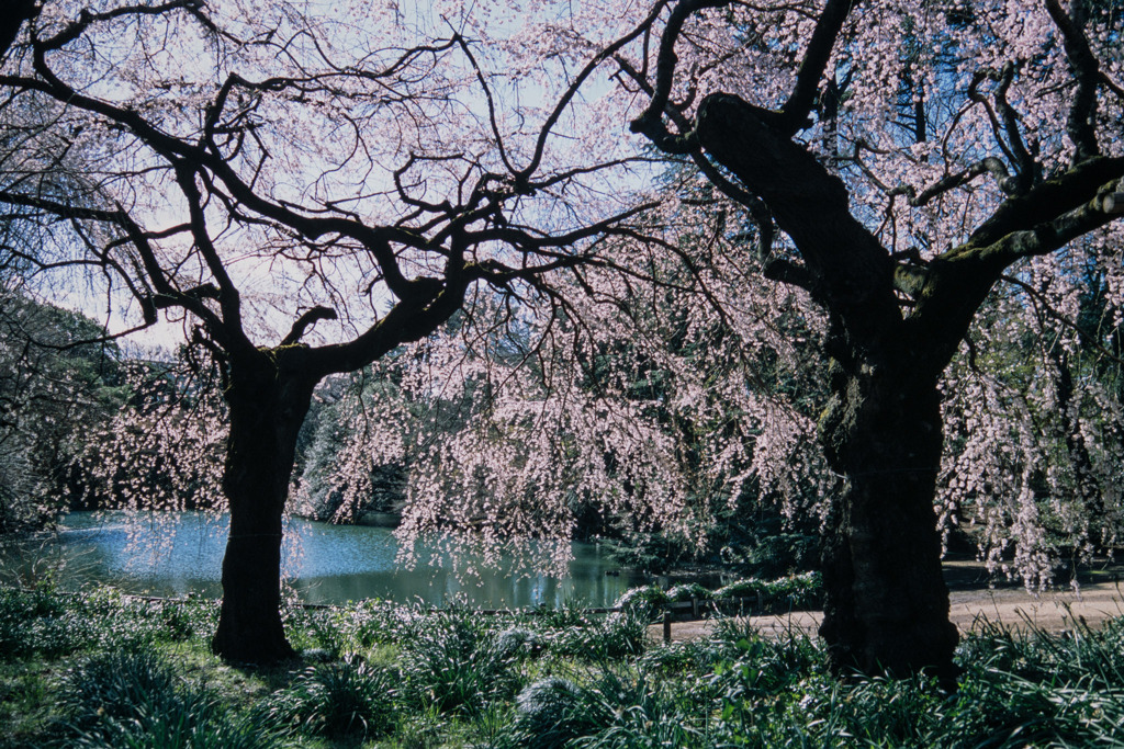 新宿御苑【サクラ：枝垂れ桜】⑥20200320