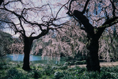 新宿御苑【サクラ：枝垂れ桜】⑥20200320