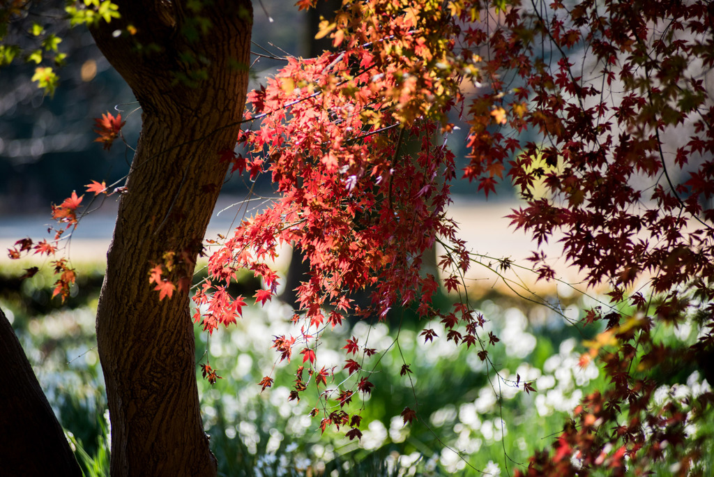 新宿御苑【新宿門あたりの紅葉】③20181215