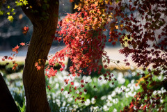 新宿御苑【新宿門あたりの紅葉】③20181215