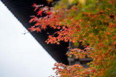 東寺【五重塔と紅葉】①20191203