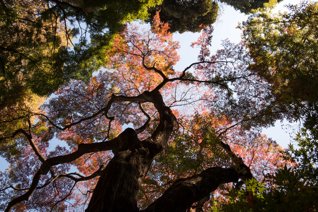 【新宿御苑(下の池「一本カエデ」)】20151128