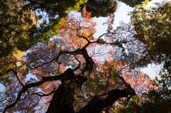 【新宿御苑(下の池「一本カエデ」)】20151128