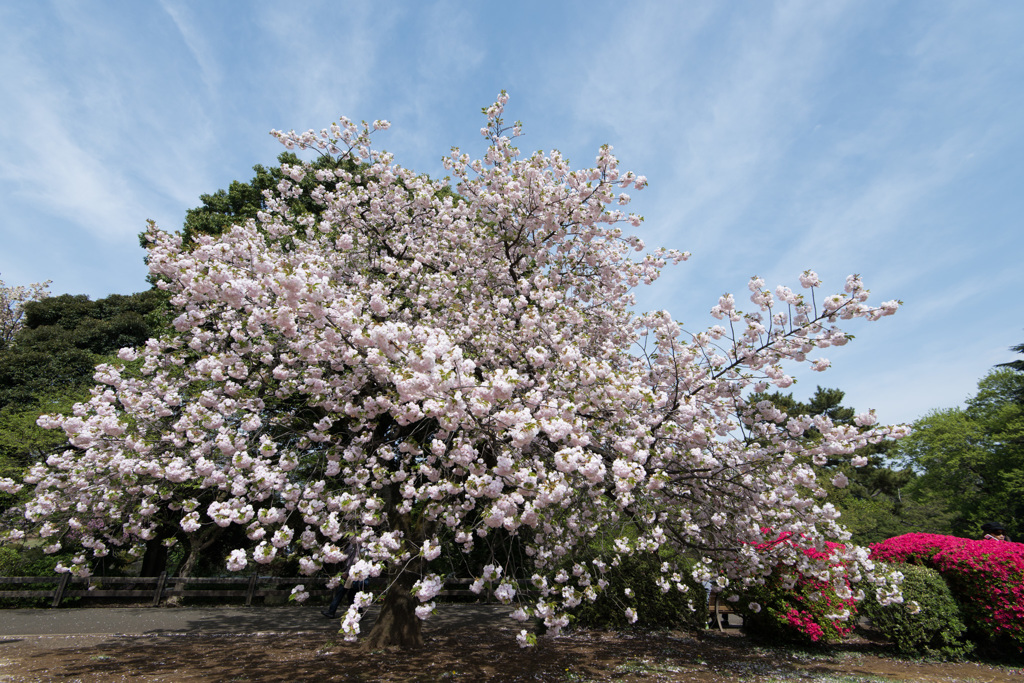 【新宿御苑(桜：一葉)】③20150418