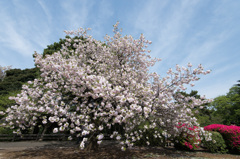 【新宿御苑(桜：一葉)】③20150418