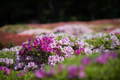 神代植物公園【つづじ園】⑤20190503