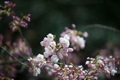 新宿御苑【桜：アメリカ】①20170402