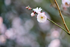 大船フラワーセンター【早咲きの梅：内裏】②20260125