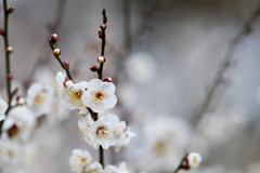 大倉山公園梅林【梅の花：古今集】②20260206