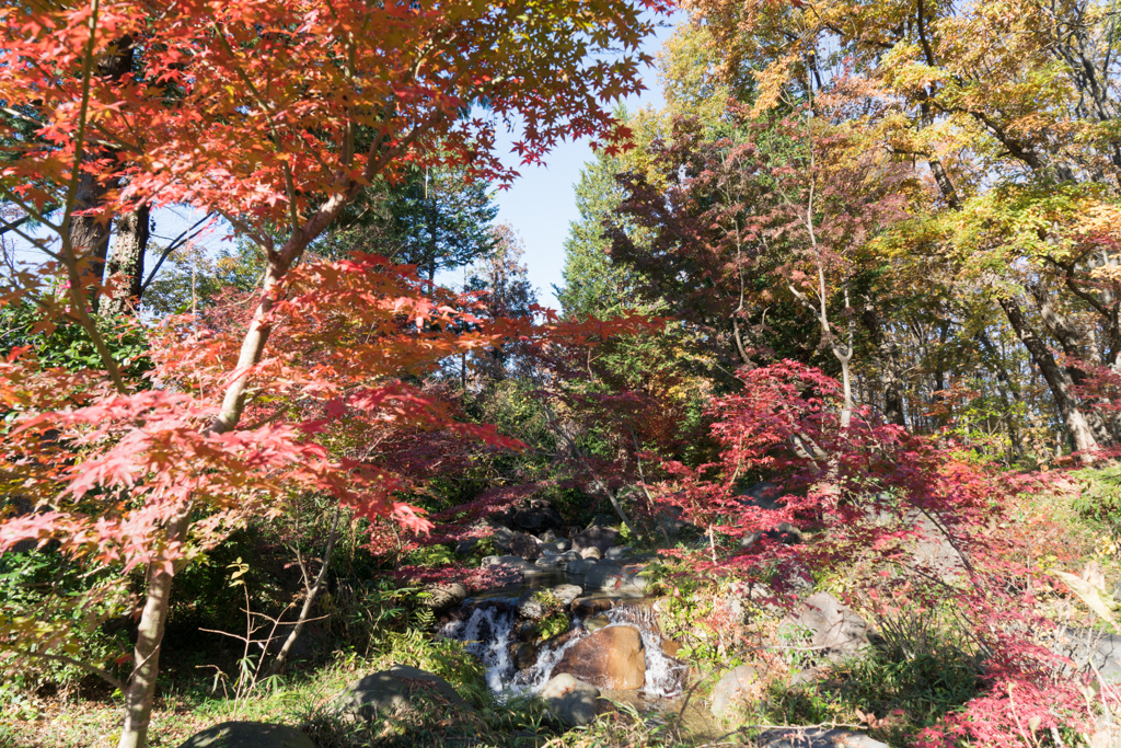 府中市郷土の森【ハケ下の小川付近の紅葉】③20211204