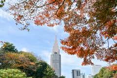 新宿御苑【日本庭園の紅葉】①20251124