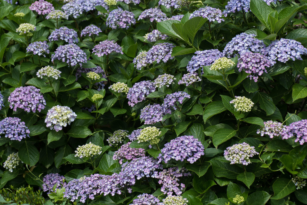 【相模原麻溝公園(渦紫陽花)】①20150613