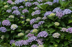 【相模原麻溝公園(渦紫陽花)】①20150613