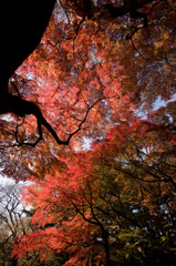 【新宿御苑(モミジ山の紅葉)】②20151212