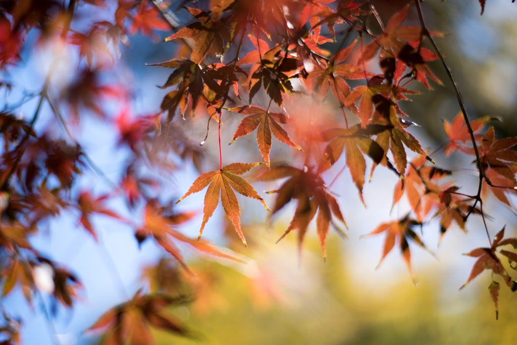 薬師池公園【薬師池沿いの紅葉】③20231119