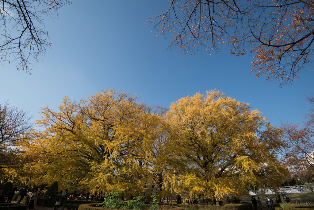 新宿御苑【イチョウの黄葉】①20181201