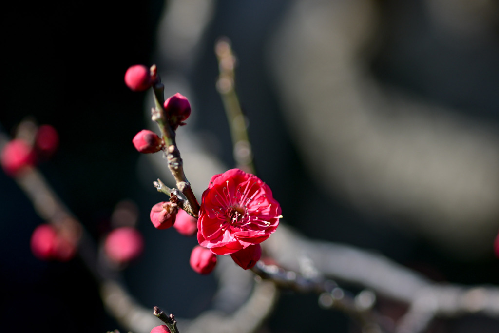 大船フラワーセンター【早咲きの梅：鹿児島紅】③20260125