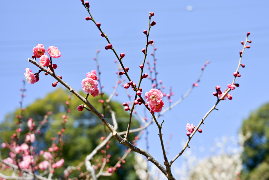 大倉山梅林【梅の花：唐梅】①20250214