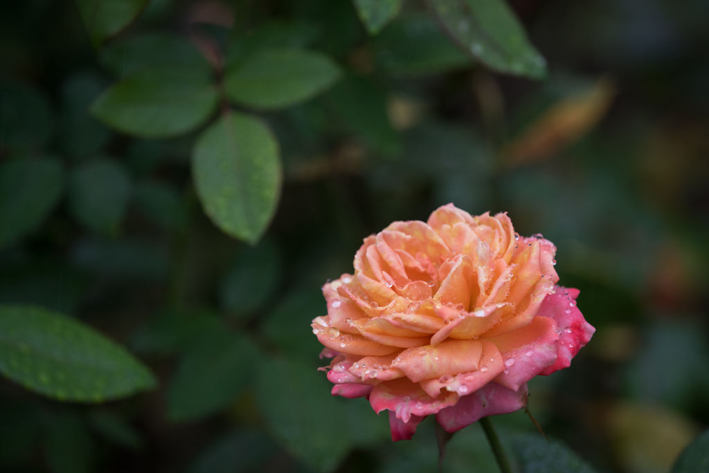 【大船植物園(薔薇：王朝)】20161008