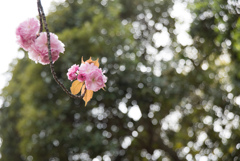 新宿御苑【桜：関山】③20170416