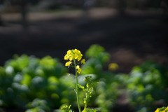 大船フラワーセンター【菜の花】①20190113