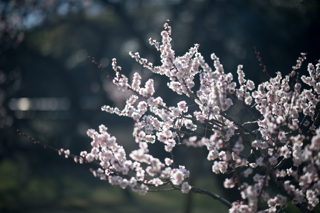 大倉山公園梅林【梅：豊後】②20230304